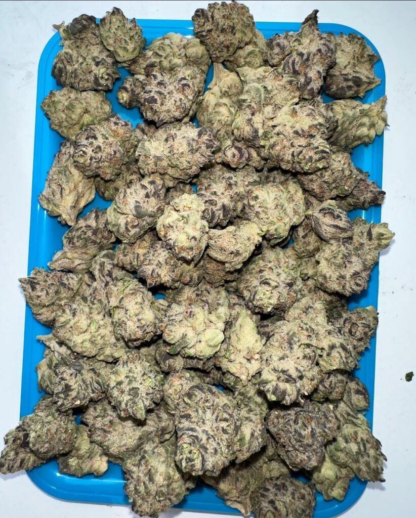  Cannabis Chronicles